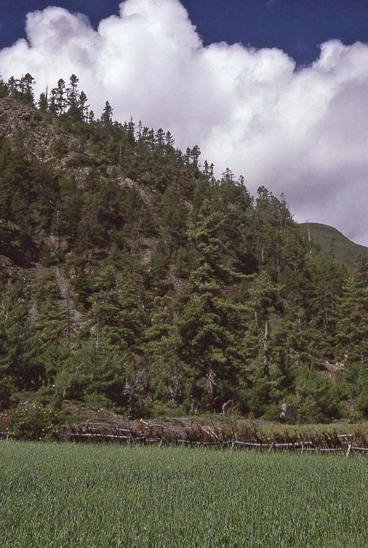 WT 1000 161-09 Nepal.jpg